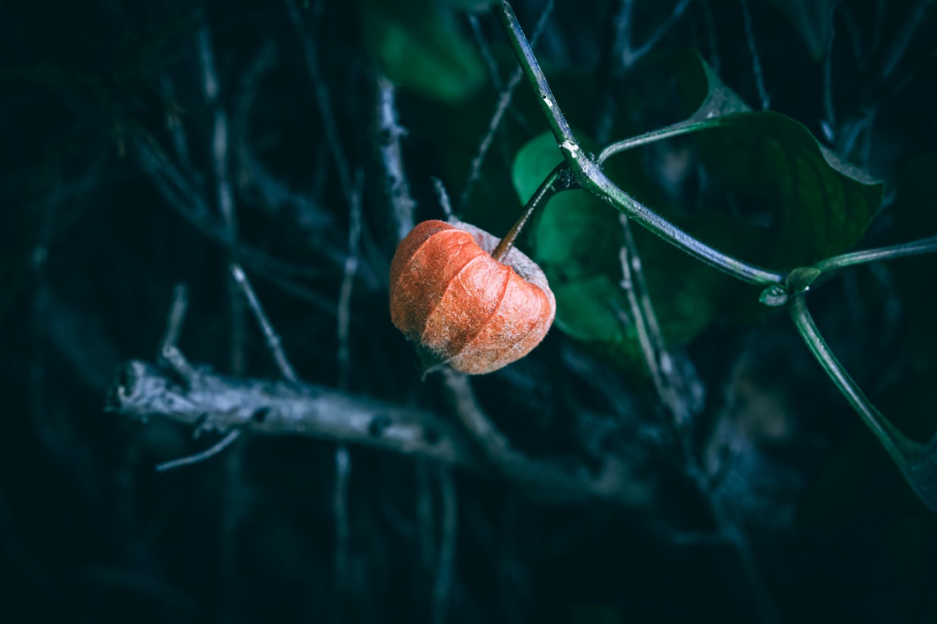 Propiedades de la ashwagandha qué dice la ciencia