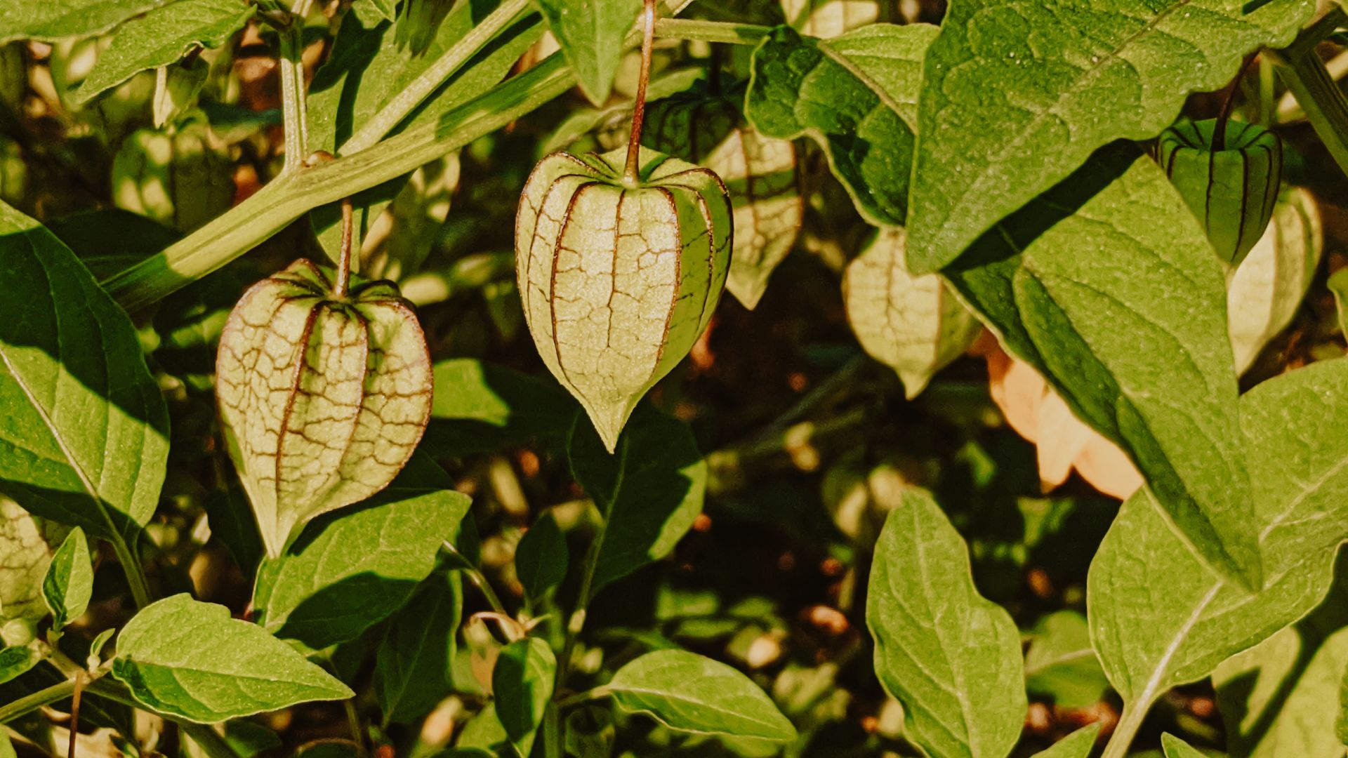 Propiedades de la ashwagandha