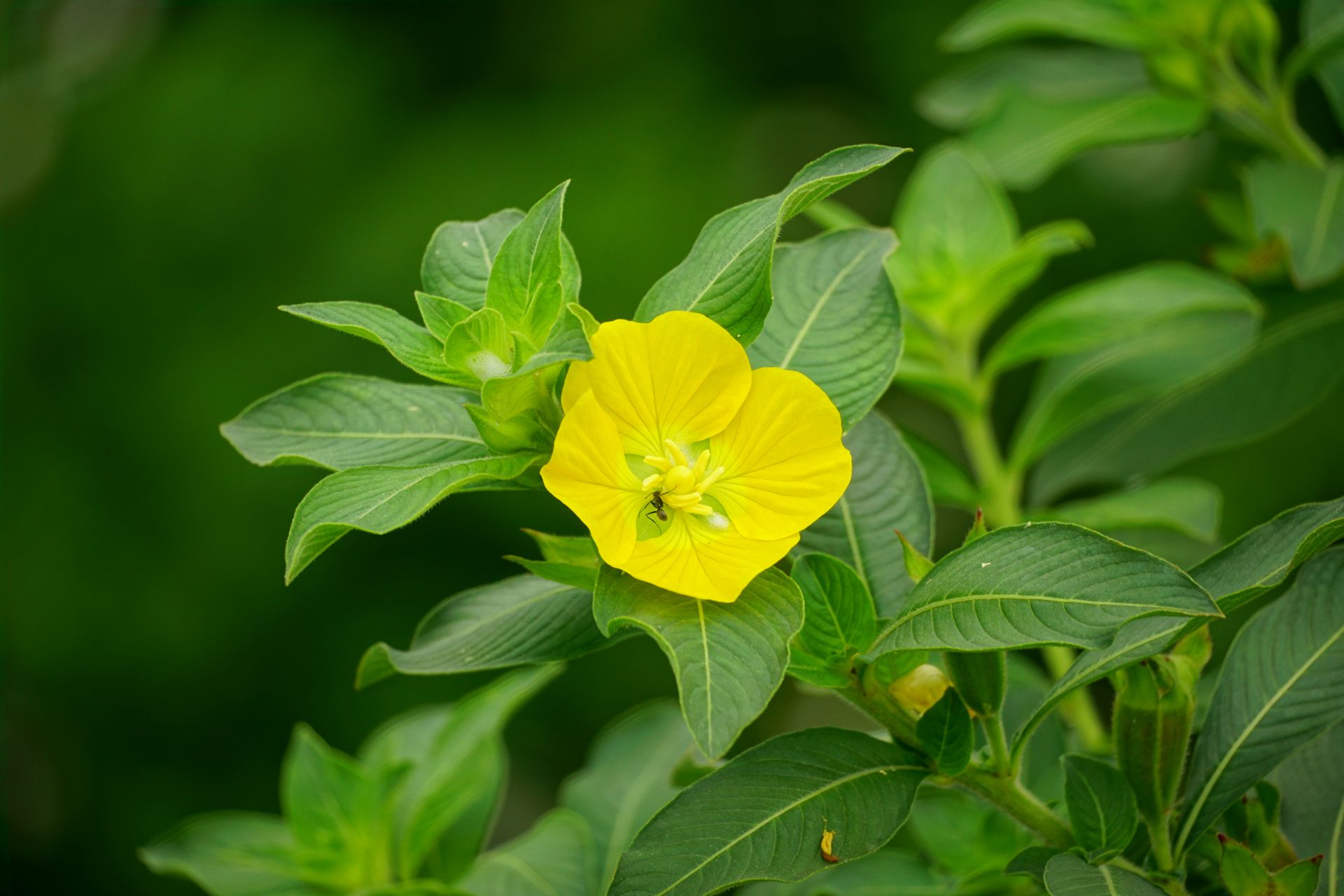 formas de obtener aceite de onagra